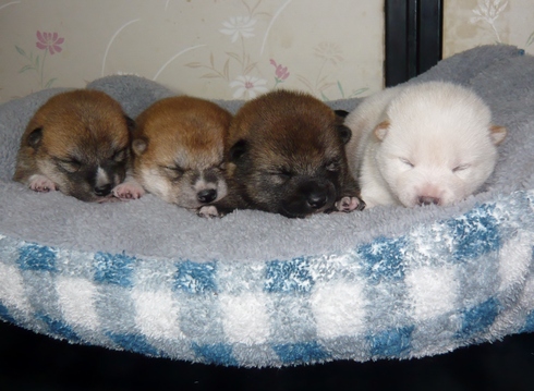 柴犬の子犬大きくなりました