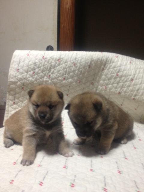 可愛い柴犬のプクちゃんとブクちゃん
