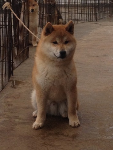 むっさです。