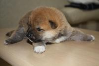 小犬です