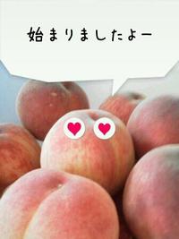 桃の季節ですが・・・
