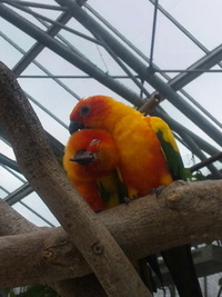 掛川花鳥園に行きました