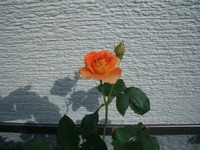 バラ咲く・・・ブラスバンド