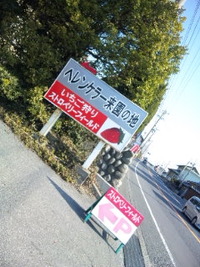 連休のイチゴ狩り