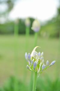 アガパンサスの蕾