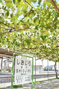 ぶどう棚