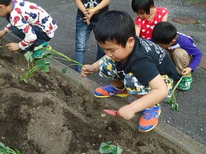 さつまいも苗植え