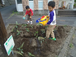 さつまいも苗植え