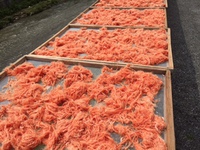 桜えびのひげ