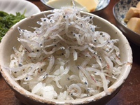 今日のシラス