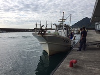 今日のシラス漁はお休みです。