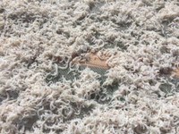 茹でイカ