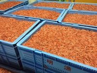 今日の釜揚げ桜えび
