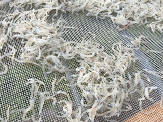 今日のシラス