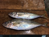 大きな鯵
