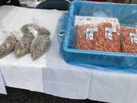 焼津港祭り