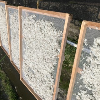 シラス釜揚げ