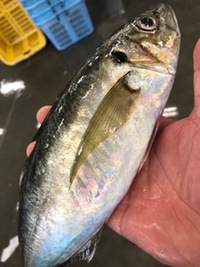 由比の鯵