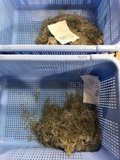 今日の由比港のしらす漁