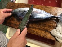 鰹