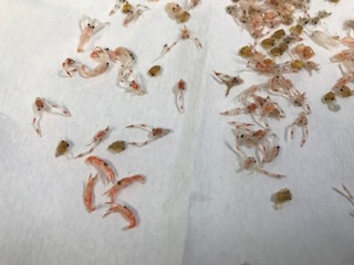 エビ・カニ類大集合