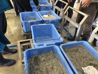 久々のしらす漁