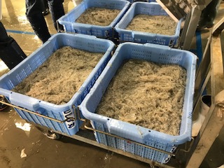 由比のシラス漁