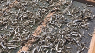 小鯖の煮干し