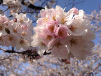 桜咲く！春の活動を目指して