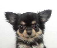 看板犬!(^^)!