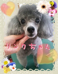 プードルいっぱい!(^^)!