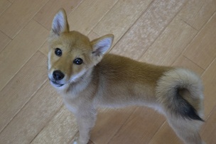 飼い主様募集中!(^^)!