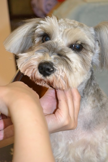 静岡犬　　今日のわんこ