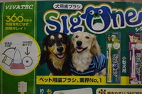 静岡犬　３月１２日!(^^)!