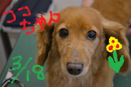 静岡犬　３/１８　ワンコ達!(^^)!