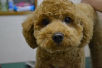 静岡犬　３/１８　ワンコ達!(^^)!