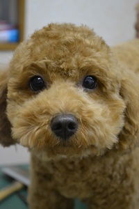 静岡犬　３/１８　ワンコ達!(^^)!