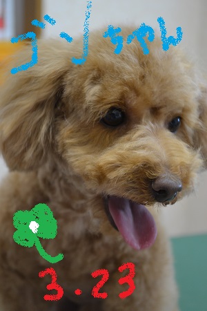 きょうのわんこ!(^^)!
