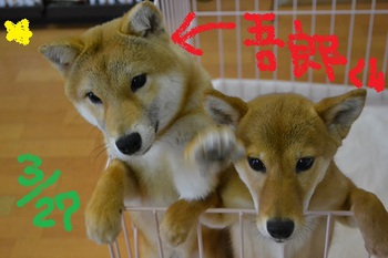 柴犬　吾郎くん決定！！