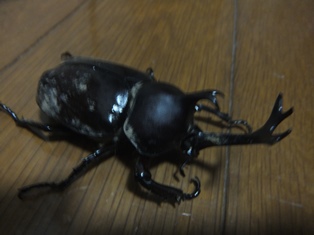 ハウスの仲間