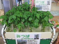 新鮮な新商品