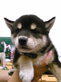 冬休みに子犬を育てようの巻き