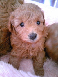 冬休みに子犬を育てようの巻き