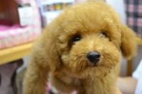 クリスマス子犬セール!(^^)!