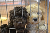 冬休みに子犬を育てようの巻き