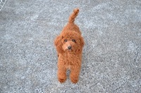 ドックラン