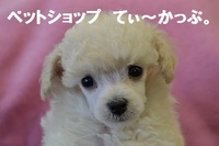 クリスマス子犬セール!(^^)!