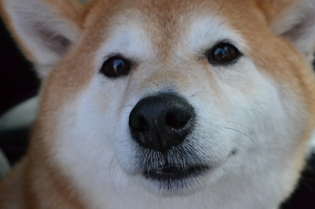 柴犬コロンです!(^^)!