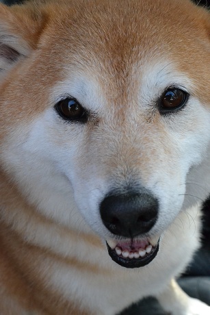 柴犬コロンです!(^^)!