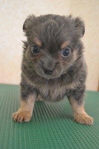仔犬を購入してデ●ズニーチケットを当てよう！！